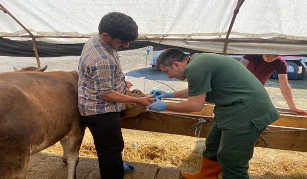 Küçük ve büyük baş kurbanlıklar denetleniyor.