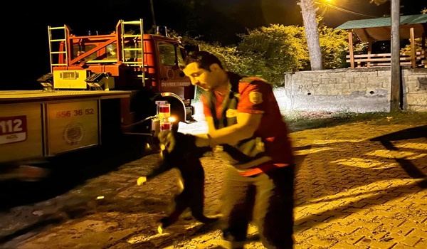 Ağaçta mahsur kalan kedi, miyav miyav dedi.