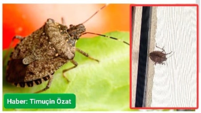 Hızla yayılıyor: Çin’den geldi, Karadeniz’i istila etti!