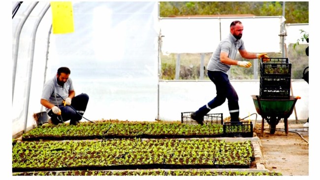 Ereğli'ye dikilen çiçekler buralarda üretiliyor