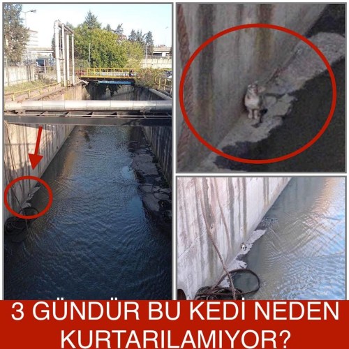 Bu kediyi kurtaracak kimse yok mu?