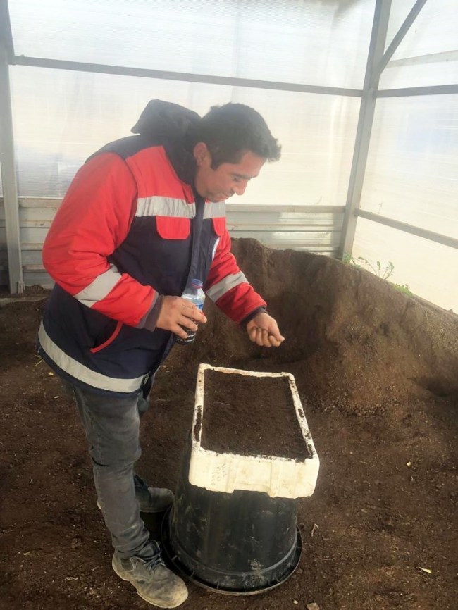 Ekilen pırasa tohumları halka dağıtılacak.