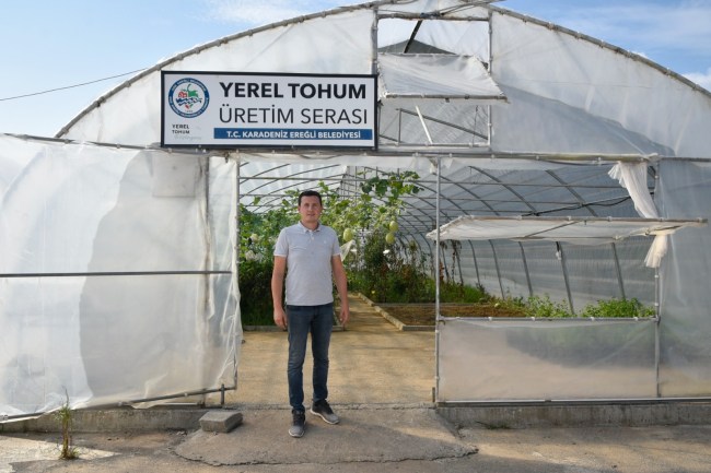 Yerel tohum projesinde hasat devam ediyor.