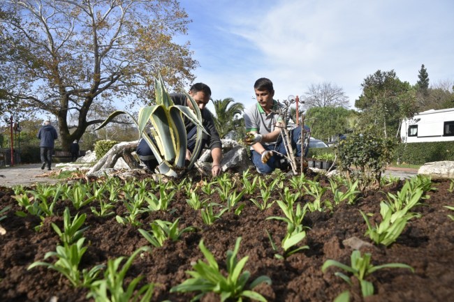 500 bin çiçek toprakla buluştu
