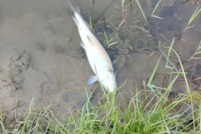 Derede balık ölümleri yaşanıyor