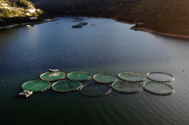 Kdz.Ereğli ve Alaplı da kafes balıkçılığına hayır diyoruz!