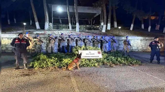 288 kök kenevir ele geçirildi, 1 kişi tutuklandı.
