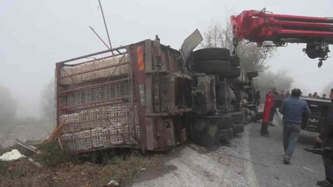 Bolu’da canlı tavuk yüklü kamyonun virajda devrilmesi sonucu 4 kişi yaralandı.